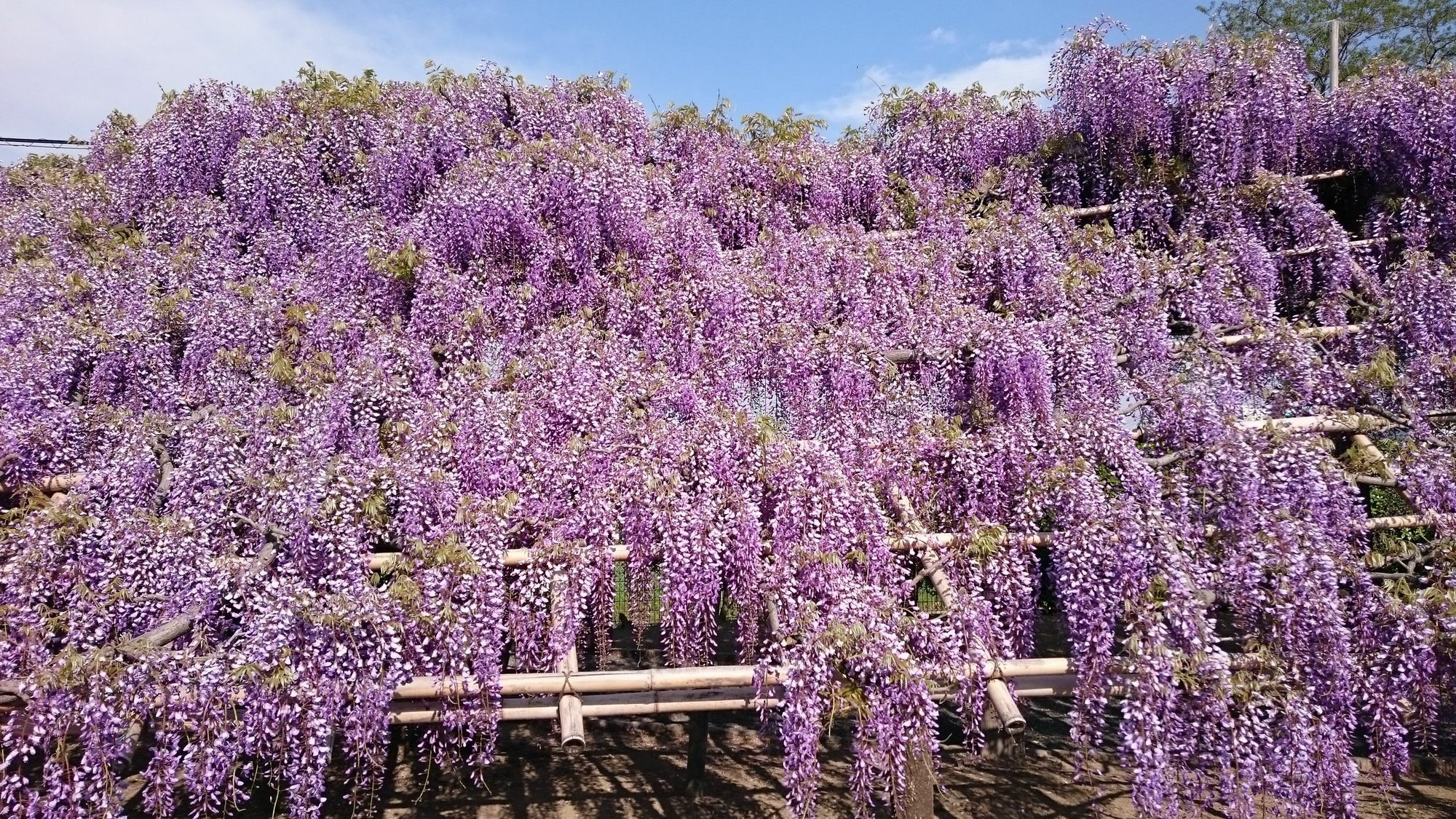 Kyonoyado Senkaku Bettei Villa Kyoto Dış mekan fotoğraf